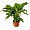 Spathiphyllum 'Peace Lily' — 6-Inch Pot