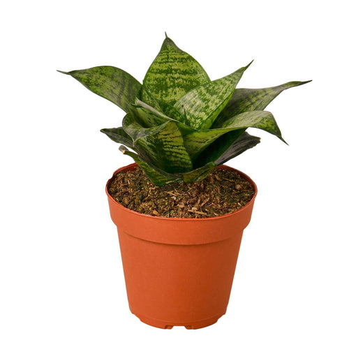 Snake Plant Black Robusta — 4-Inch Pot