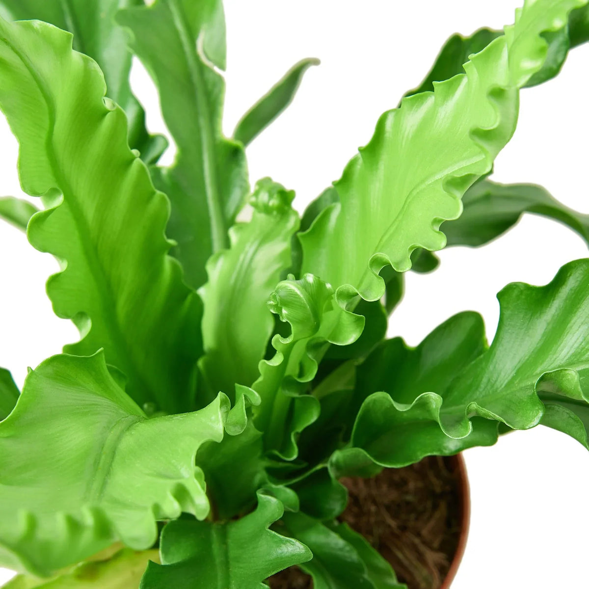 Victoria Bird's Nest Fern — Wavy Indoor Fern live plant