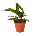 Calathea Lancifolia 'Rattlesnake' — 4-Inch Pot