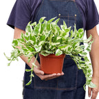 N'Joy Pothos — Variegated Houseplant live plant