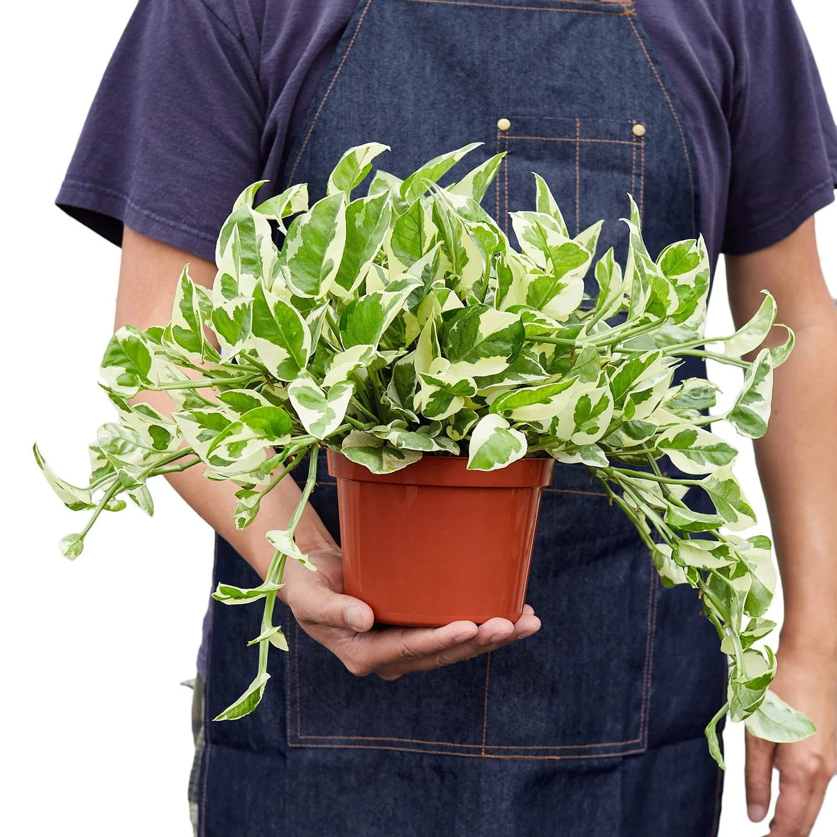 N'Joy Pothos — Variegated Houseplant live plant