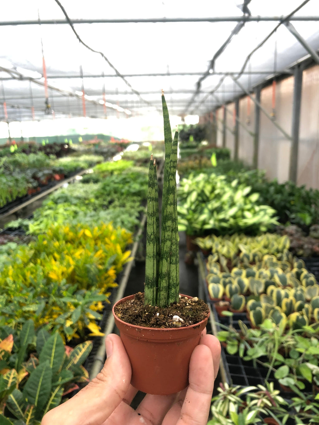 Cylindrical Snake Plant — Sculptural Upright Plant live plant
