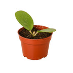 Hoya Obovata — Round-Leaf Wax Plant live plant
