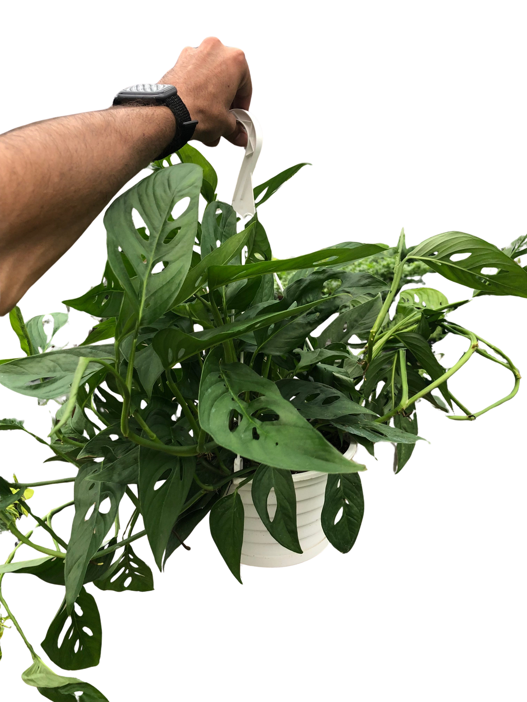 Monstera Adansonii — Swiss Cheese Vine live plant
