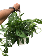 Monstera Adansonii — Swiss Cheese Vine live plant