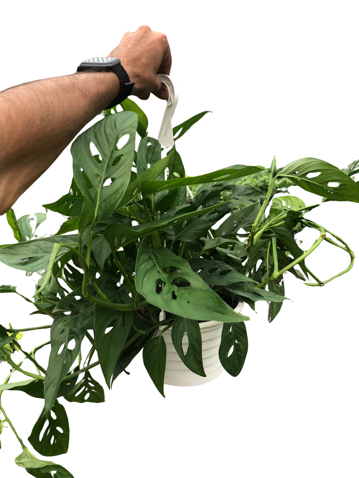 Monstera Adansonii — Swiss Cheese Vine live plant