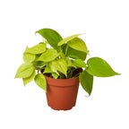 Neon Philodendron — Bright Trailing Houseplant live plant