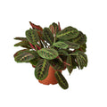 Maranta Red Prayer — 6-Inch Pot