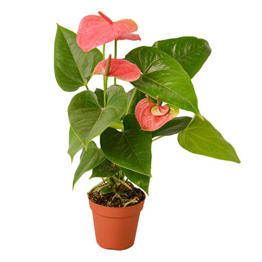 Pink Anthurium — Flowering Houseplant