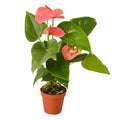 Anthurium 'Pink' — 4-Inch Pot