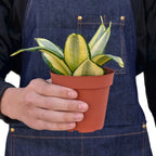 Gold Hahnii Snake Plant — Dwarf Golden Rosette live plant