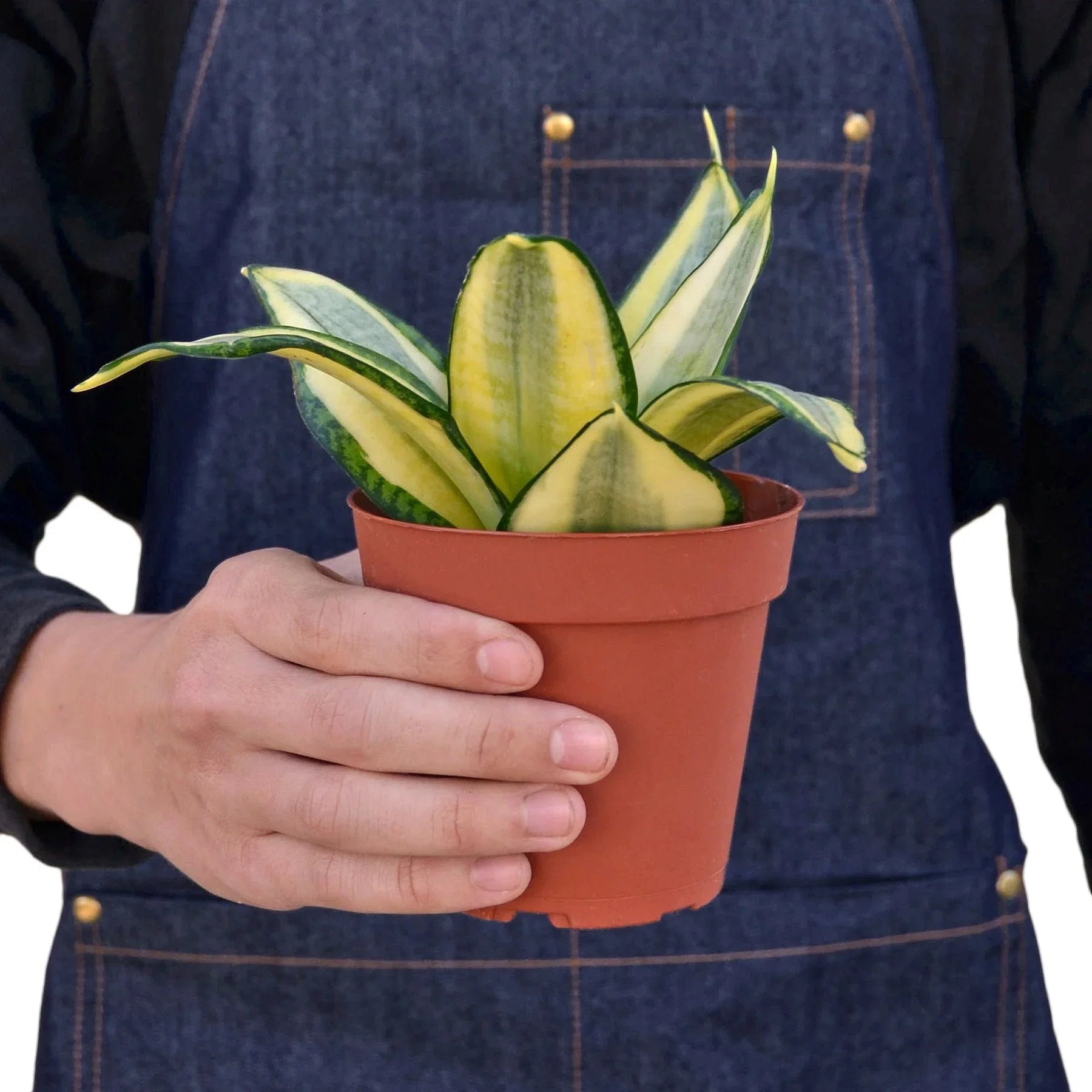 Gold Hahnii Snake Plant — Dwarf Golden Rosette live plant