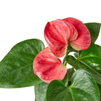 Pink Anthurium — Flowering Houseplant live plant