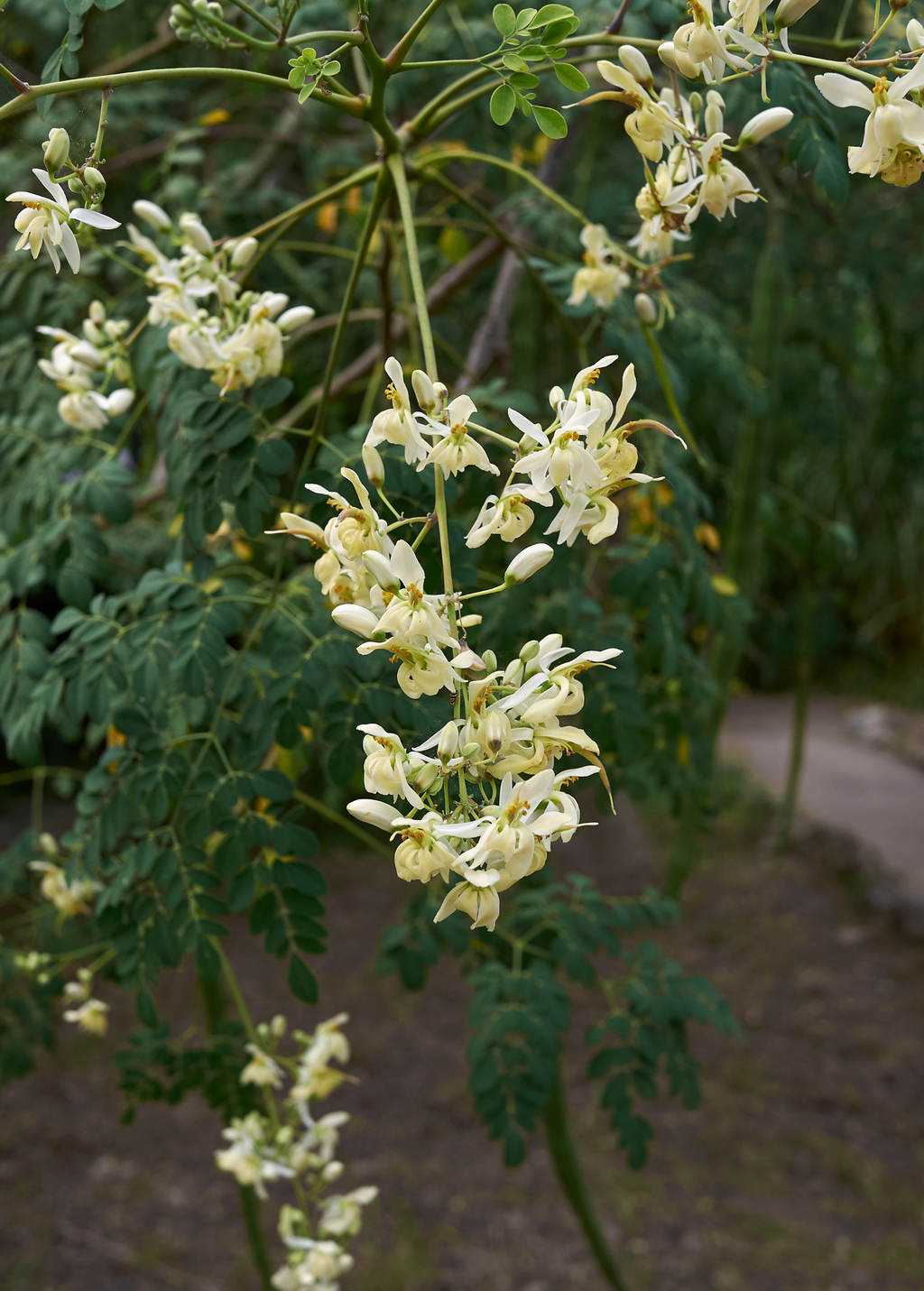 Moringa (Moringa oleifera)