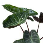 Alocasia 'Ebony'