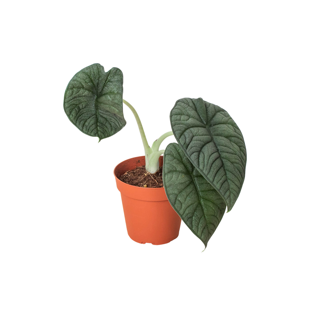 Alocasia Melo — Textured Jewel Alocasia live plant