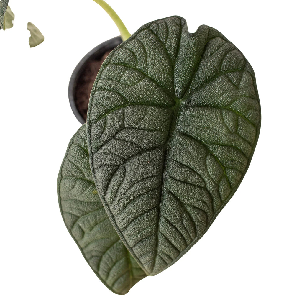 Alocasia Melo — Textured Jewel Alocasia live plant
