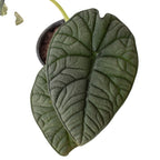 Alocasia Melo — Textured Jewel Alocasia live plant