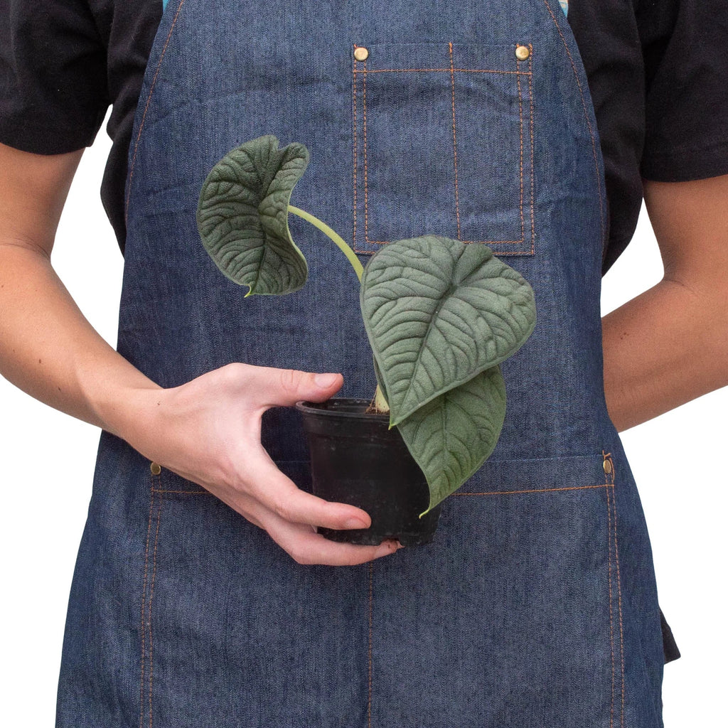 Alocasia Melo — Textured Jewel Alocasia live plant
