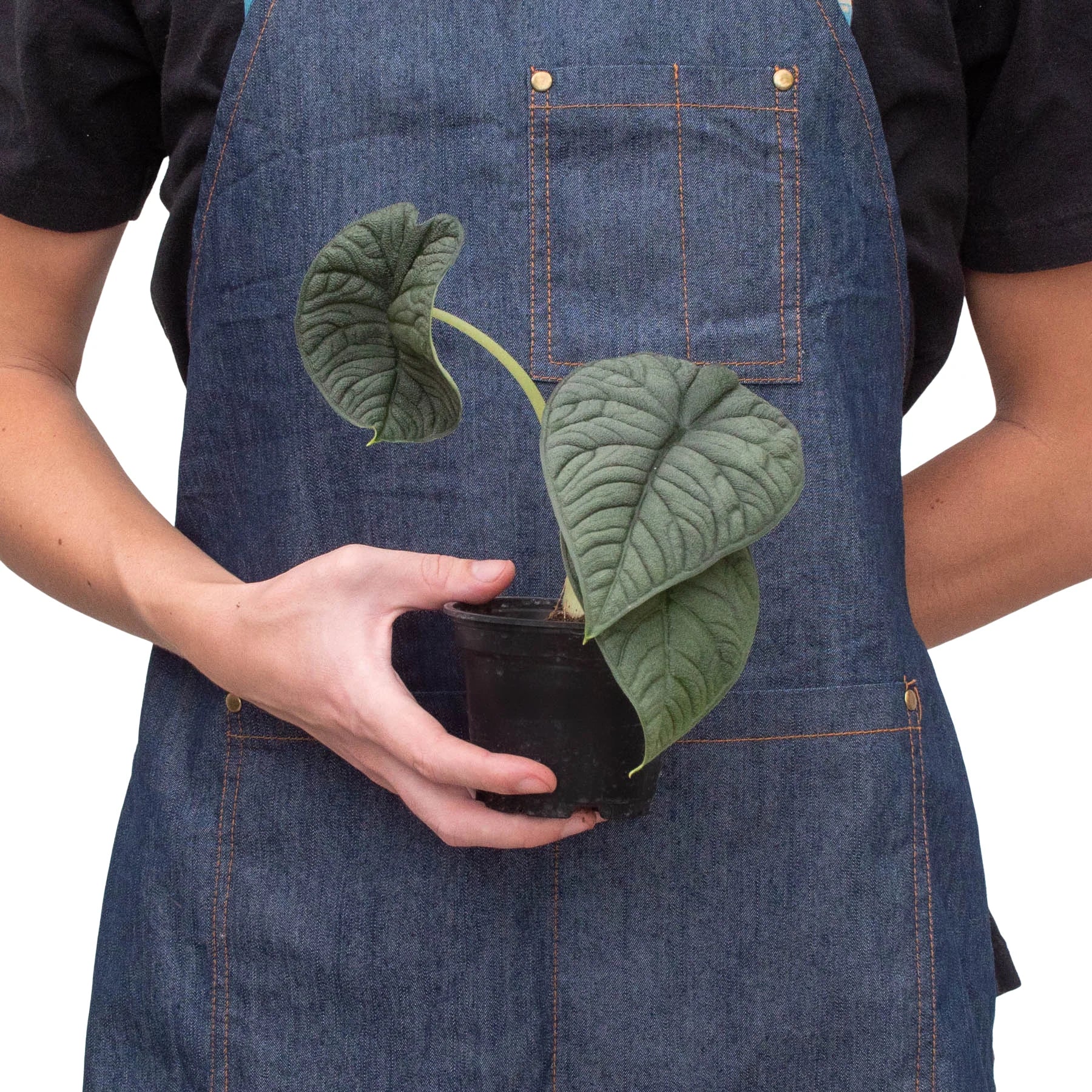 Alocasia Melo — Textured Jewel Alocasia live plant