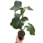 Alocasia 'Mickey Mouse' (Xanthosoma sagittifolium 'Variegatum Monstrosum')