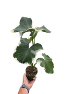Alocasia 'Mickey Mouse' (Xanthosoma sagittifolium 'Variegatum Monstrosum')