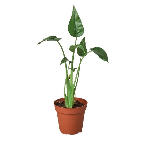Alocasia 'Tiny Dancer' — 4-Inch Pot