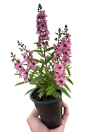 Angelonia