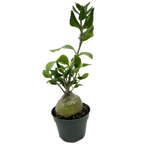 Ant Plant