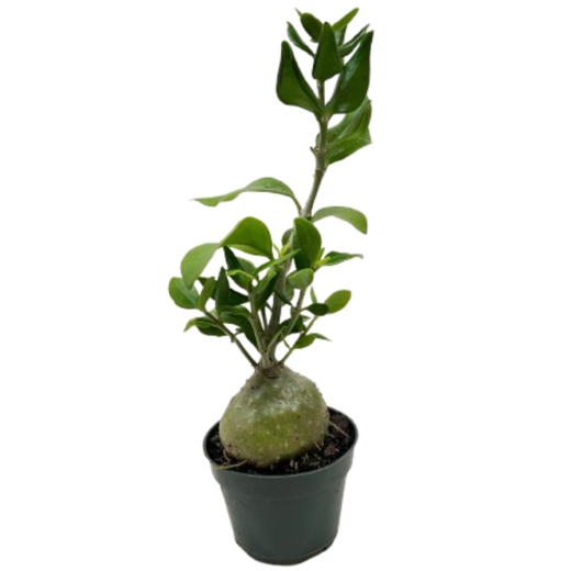 Ant Plant