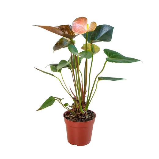 Anthurium Rainbow Champion — 4-Inch Pot
