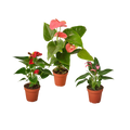 Anthurium Variety Pack- All Different Colors — 4-Inch Pots — 3-Plant Set