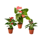 3 Anthurium Variety Pack- All Different Colors - 4" Pots