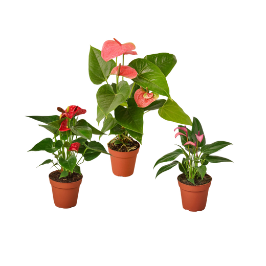 Anthurium Variety Pack- All Different Colors — 4-Inch Pots — 3-Plant Set