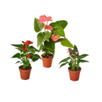 3 Anthurium Variety Pack- All Different Colors - 4" Pots