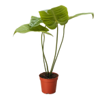Anthurium 'Veitchii'