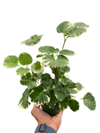 Aralia 'Balfouriana'