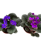 African Violet