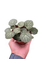 Begonia 'Strawberry'