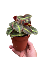 Begonia 'Striped'