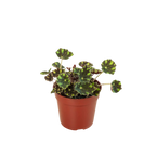 Begonia Tiger Paws - 4" Pot