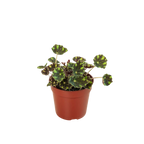 Begonia Tiger Paws - 4" Pot