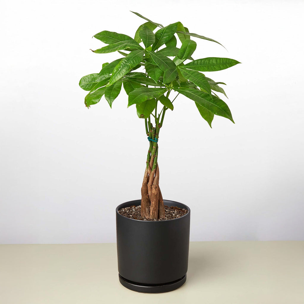 Braided Money Tree — Pachira Aquatica live plant
