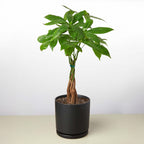 Braided Money Tree — Pachira Aquatica live plant