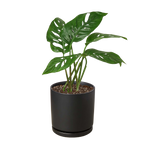 Monstera Adansonii — Swiss Cheese Vine live plant