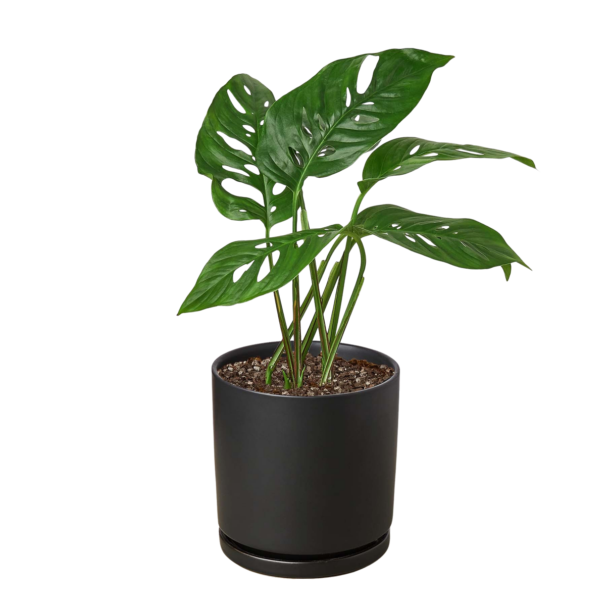 Monstera Adansonii — Swiss Cheese Vine live plant