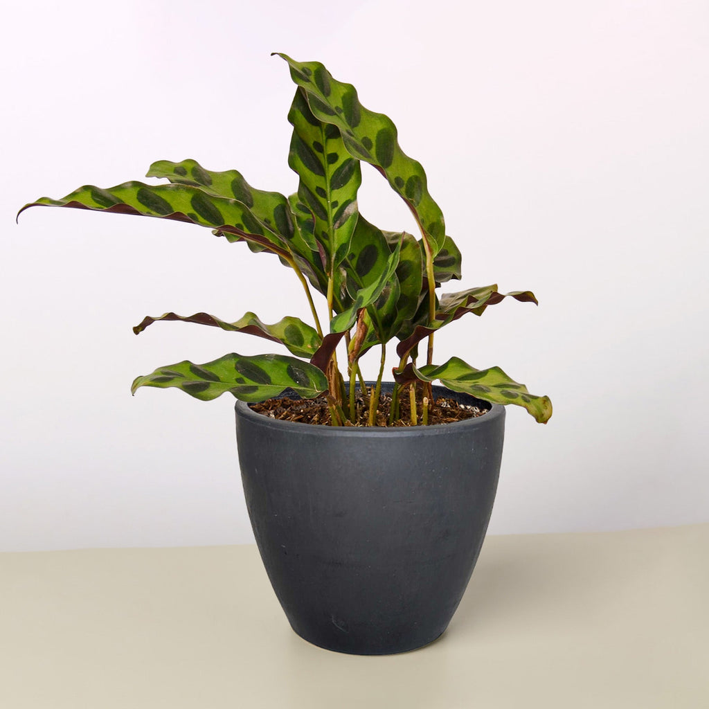 Rattlesnake Calathea — Patterned Prayer Plant live plant