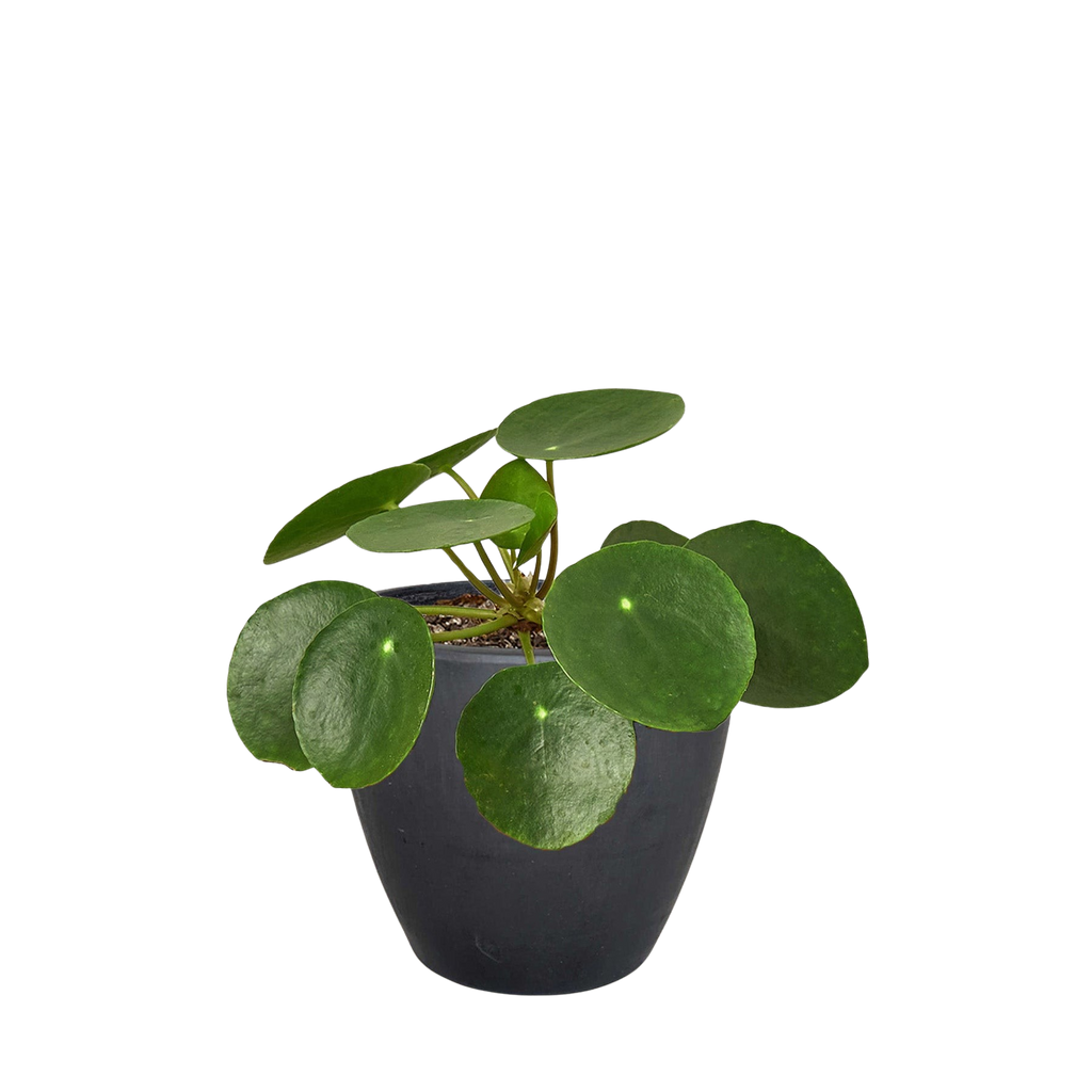 Chinese Money Plant — Pilea Peperomioides live plant