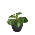 Chinese Money Plant — Pilea Peperomioides live plant